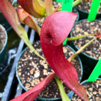 Sarracenia Lady Bug for Sale