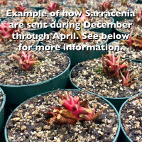 Sarracenia Lady Bug