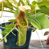 Nepenthes truncata grows very large!