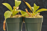 Nepenthes x Miranda