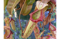 Nepenthes x Miranda