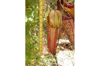 Nepenthes x Miranda