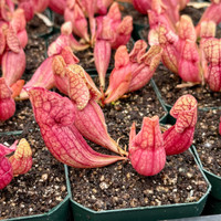 Sarracenia purpurea venosa