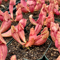 Sarracenia purpurea venosa
