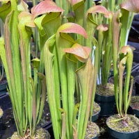 Sarracenia flava x minor