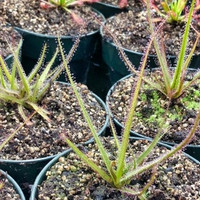 Drosera regia-256