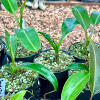 Nepenthes maxima x trusmadiensis (Rooted Cutting)