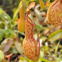 Nepenthes St. Mercury