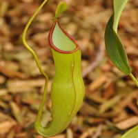 Nepenthes St. Mercury, upper pitcher