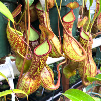 Nepenthes St. Mercury