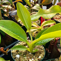 Nepenthes lowii x campanulata for Sale