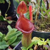 Nepenthes Peter D'Amato, mother plant.