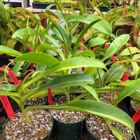 Nepenthes Peter D'Amato (Rooted Cutting)