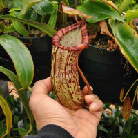 Nepenthes ventricosa x spectabilis, one of our mother plants.