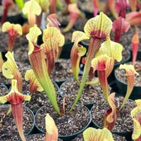 Sarracenia alata x purpurea