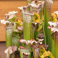 Sarracenia Lorax