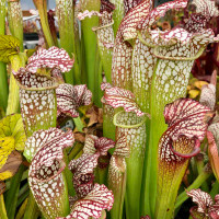 Sarracenia Lorax