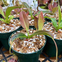 Nepenthes Ruby Alice for Sale