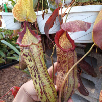 Nepenthes x Rokko (Kussakabe), Mother Plant