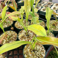 Nepenthes x Rokko (Kussakabe) for Sale