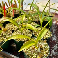 Nepenthes copelandii, Leilani (Rooted Cutting)