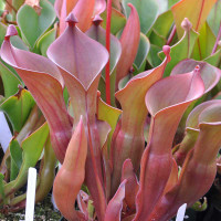 Heliamphora nutans, mother plant.