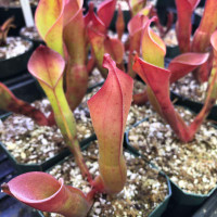 Heliamphora nutans for Sale