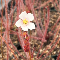 Flower of Drosera filiformis var. floridana.
