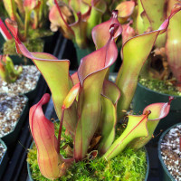 Heliamphora Tequila