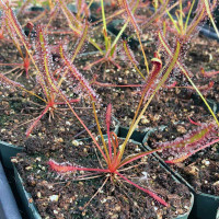 Drosera capensis Big Pink for Sale