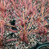 Drosera capensis, Big Pink