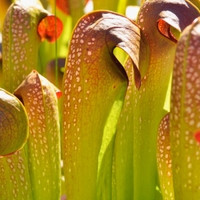 Sarracenia minor 'Okefenokee Giant' [LRG]