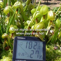 Darlingtonia californica