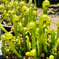 Darlingtonia californica