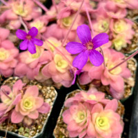Pinguicula gigantea x laueana