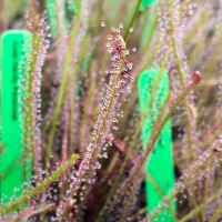 Drosera Southern Cross