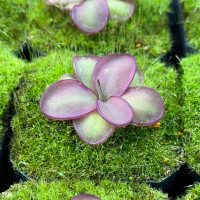Pinguicula laueana x emarginata