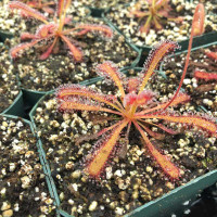 Drosera capensis x spatulata