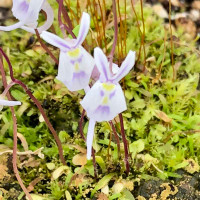 Utricularia sandersonii