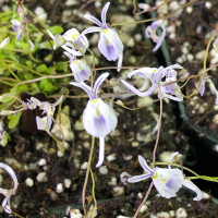 Utricularia sandersonii