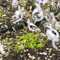 Leaves of Utricularia sandersonii are small and lay close to the soil surface.