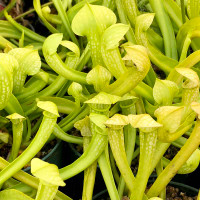 Sarracenia Super Green