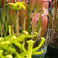 Sarracenia Super Green