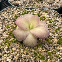 Pinguicula agnata, Red Leaf