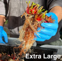 Established  bare root rhizomes for sale.