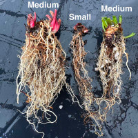 Established  bare root rhizomes for sale.