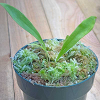 Utricularia longifolia