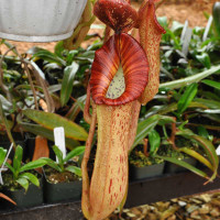Nepenthes Song of Melancholy