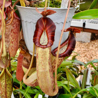 Nepenthes Song of Melancholy