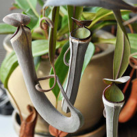 Nepenthes albomarginata Black as a houseplant.